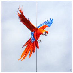 Wandbild "Dunkelroter Ara", 60 x 60 cm