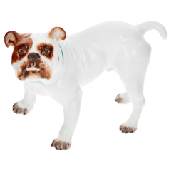 Hund Bulldogge, Bunt staffiert