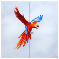 Wandbild "Dunkelroter Ara", 60 x 60 cm